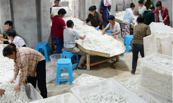 Silk fabric rolls at a Nanchong mill — 6A mulberry silk ready for pre-shipment inspection